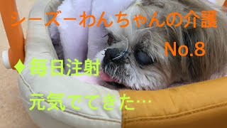 ♦毎日注射2本。♦元気でてきたね。【💎シーズーわんちゃんの介護　No.8】＃シーズー　＃Shih Ztu 　＃わん　＃老犬　＃シニア　＃17歳　＃介護　＃奮闘記　＃病院通い　＃注射　＃元気