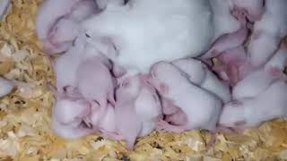 Mouse Safed Chuha Mouse Facts: Habits, Habitat \u0026 Types of Mice | Live Science Part 1