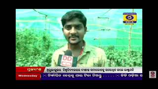 DD News hydroponic farming Sanjay Kumar Das in Baleswar Odisha