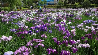 ★令和3年★咲き誇る絶景（堀切菖蒲園）★