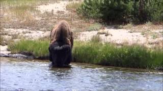 Bison drinks water at Yellowstone