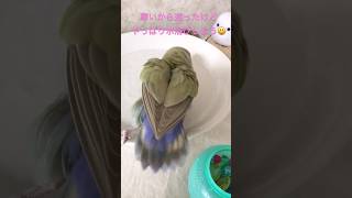 20241106/コザクラインコのチャー/寒いから迷ったけどやっぱり水浴びしよう😃