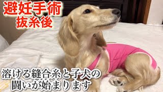 子犬が我が家にやって来て167日目(生後7ヶ月)避妊手術後、子犬と溶ける縫合糸の壮絶な戦いが始まります【ミニチュアダックスフンド多頭飼い】