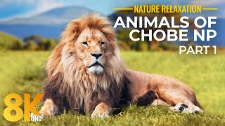 10 HRS Amazing Wildlife of Chobe National Park in 8K UHD - Incredible South Africa - Part 1