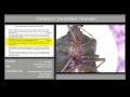 Pentatomoidea  Under the Microscope – Nezara viridula