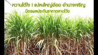 หวานได้ใจ ! แปลงใหญ่อ้อย อำนาจเจริญ…มิตรผลประกันราคาตลาดโว้ย