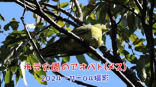 水元公園のアオバト 2024 11 04撮影