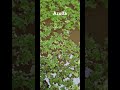 starting to plant and propagate Azolla