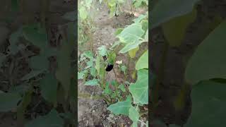 Brinjal plant #farming