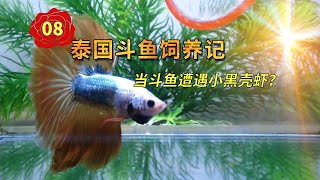 Thai betta feeding record-08, what will happen to betta and shrimp in the small fish tank?