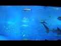 2014.03.01 沖縄美ら海水族館 沖繩美麗海水族館 大水槽2