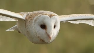 Graceful Barn Owl Hunting in the Daytime | BBC Earth