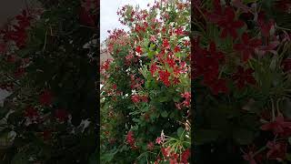 मधुमालती  पौधे मे खूब फूल आएंगे बस इन दो बातो का ध्यान रखे || madhumalti flowering tips #garden