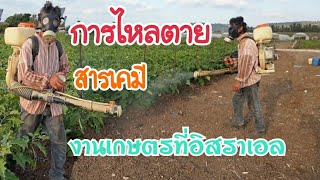 #งานเกษตรที่อิสราเอล สารเคมีกับการไหลตาย งานหนักชั่วโมงทำงานที่เยอะ