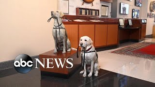 America Strong: Sully the Dog gets a statue