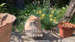 キララ✨の お花レポート🌸 春のお庭