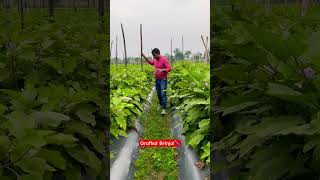 Grafted Brinjal Farming