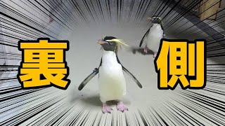 バックヤードをお散歩するキタイワトビペンギン