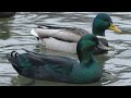 Cayuga Duck | Duck Sounds | Looking WoW