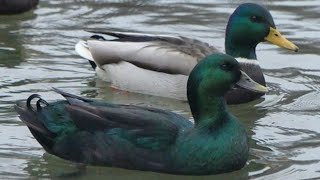 Cayuga Duck | Duck Sounds | Looking WoW