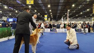 2022 World Dog Show Akita Judge: Mr. Satoshi Bessho