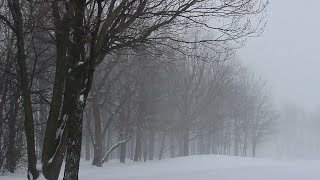 Blizzard Sounds. Snowstorm for Sleep. Relaxing Winter Ambience and Howling Winds.  | Blizzard snow