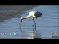 black faced spoonbill platalea minor