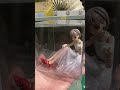 【推し造形部】 reona 風のフィギュアを作る 声 sweet hurt ver. その12 パーツ揃いました