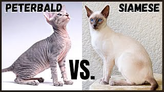 Peterbald Cat VS. Siamese Cat