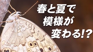 カブトの隣で樹液を吸うチョウの正体【サトキマダラヒカゲ】