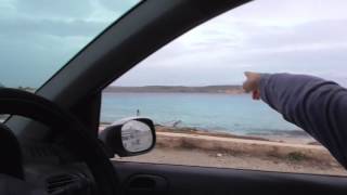 Injured Common Shelduck at Armier