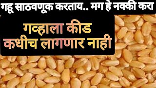 गव्हाला कीड कधीच लागणार नाही | गहू साठवणूक करताय मग हे नक्की करा | How to store wheat? Zakkasrecipe