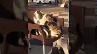 Cats Mating I Funny Cats Treesome in The Street 🤣😂🤣😂