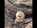 heartbeat of a louisiana landsnail