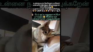 சீக்கிரம் வா🥹நான் பாத்துக்கறேன் #trending #ytshorts #ytviral #dog #love #lovestatus #pregnancy #cute