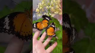 🦋🧡  video on my YouTube Channel. Leopard Lacewing ผีเสื้อกะทกรก #butterflies #butterflyshorts