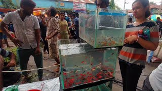 Kolkata galiff street pet market | galiff street fish market | Galif Street Aquarium Fish Market