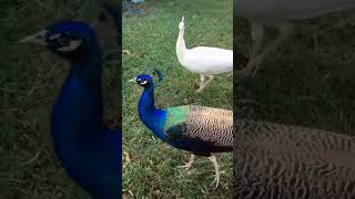 amazing peacock dance 🦚 video #sbyshorts #shortvideo #youtubeshorts #amazing