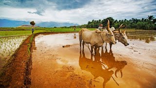 புஞ்சை உண்டு நஞ்சை உண்டு பொங்கிவரும் கங்கை உண்டு பஞ்சம் மட்டும் இன்னும் இங்கு மாறவில்லை