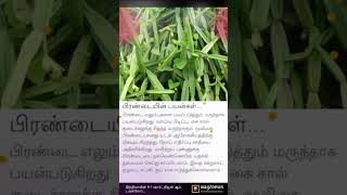 pirandai plant health benefits