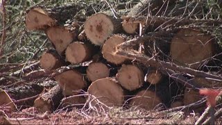 Defenders: Developer mistakenly cuts down over 200 trees