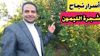 نجاح زراعة أشجار الليمون|| 5 أسرار غير متوقعة @milionacress