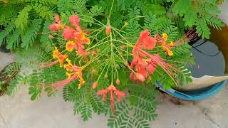 638. how to take care of peacock flower/red Bird of Paradise/gultora plant by sadhna's kitchen