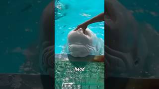 Have you ever touched a beluga whale’S head?#animals