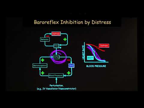 Which of the following summarizes the responsibility of the sympathetic nervous system to stress?