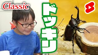 【ドッキリ】おもちゃを本物のカブトムシにすり替えたらどうなる？（笑）まえちゃんねるClassic #Shorts