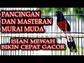 MURAI BATU GACOR ISIAN ISTIMEWA UNTUK PANCINGAN DAN MASTERAN MURAI BATU MUDA CEPAT DITIRU