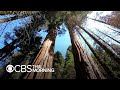 How drought is impacting giant sequoia trees