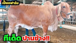 ทีเด็ดวัวใหญ่ปานช้าง‼️ของดีบรบือ บอกเลยความงามไม่แพ้ใคร เปี๊ยกฟาร์มกลับมาแล้ว ต้องมาดูด้วยตาตัวเอง