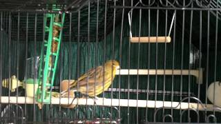 Fife canary singing